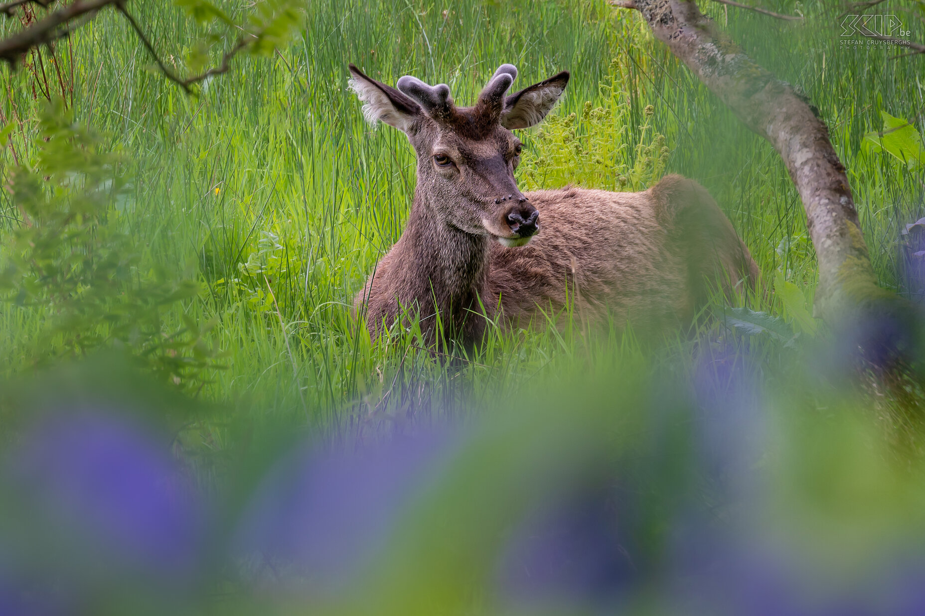 Portnacroish - Red deer A red deer in a meadow in Portnacroish near Castle Stalker Stefan Cruysberghs